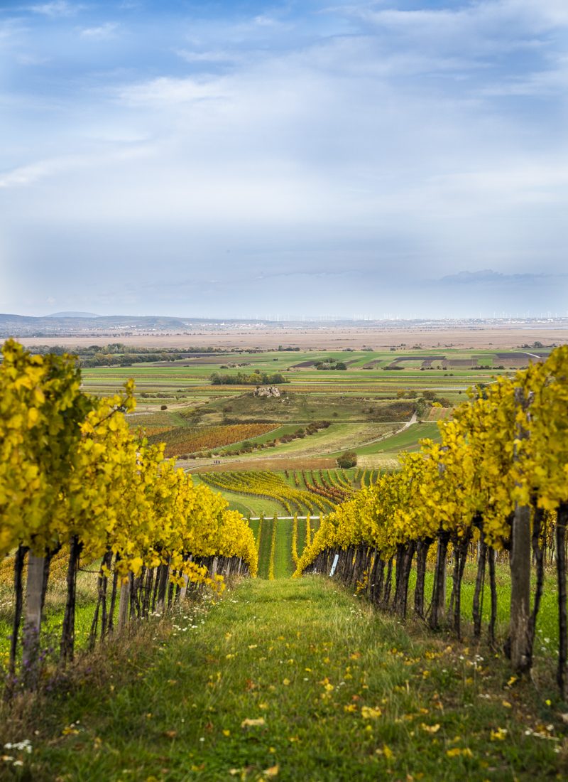 Webshop_Fotograf_BirgitMachtinger_Burgenland_Neusiedler See-81